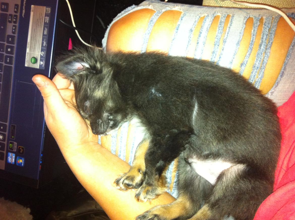 Chihuahua Cæsar billede 10