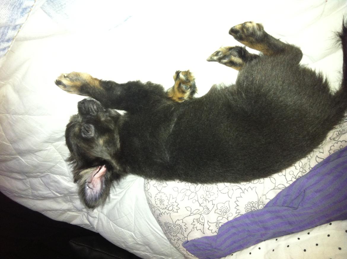 Chihuahua Cæsar billede 11