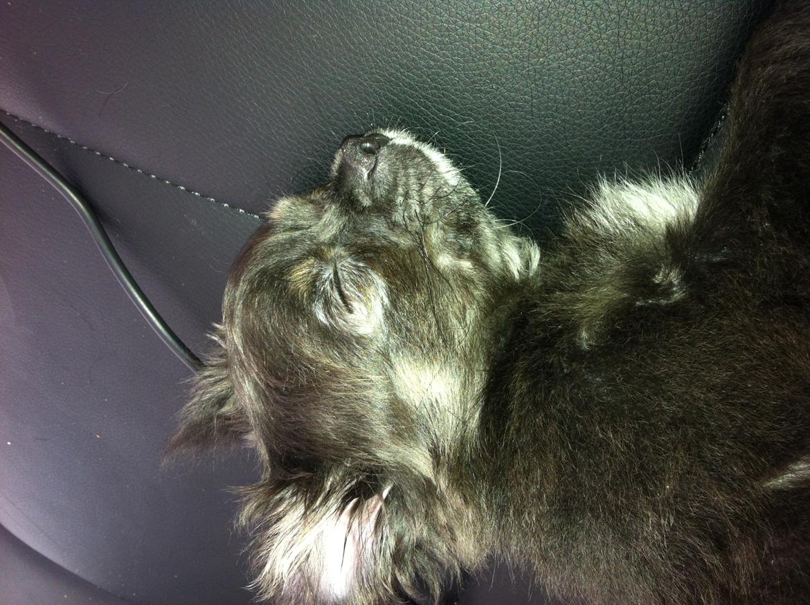 Chihuahua Cæsar billede 12