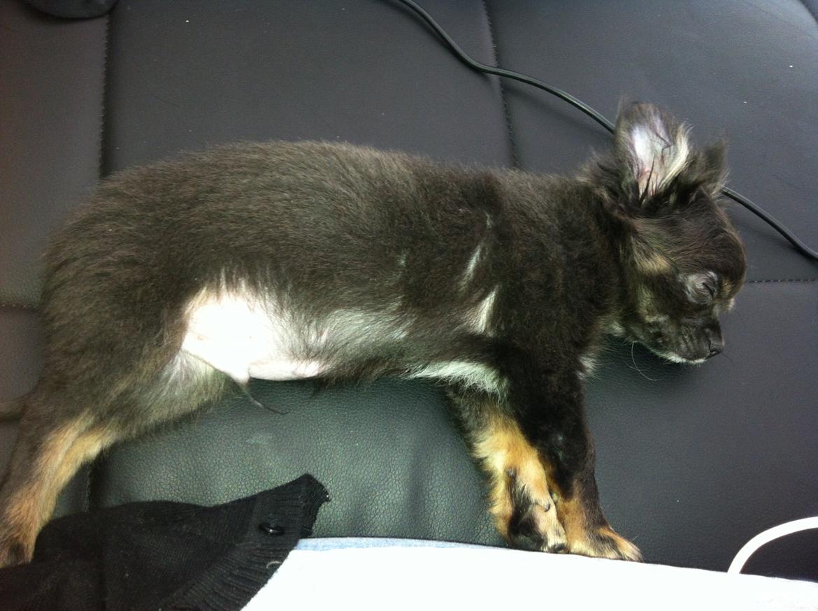 Chihuahua Cæsar billede 13