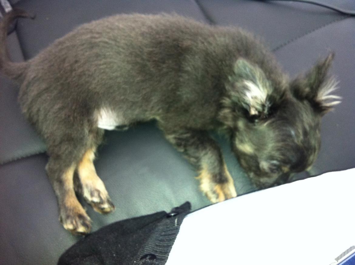 Chihuahua Cæsar billede 14