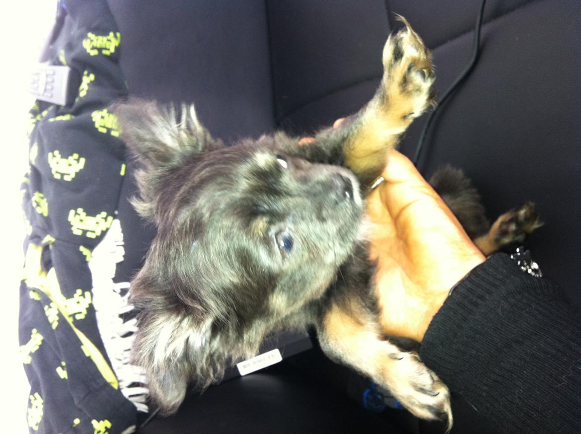 Chihuahua Cæsar billede 15