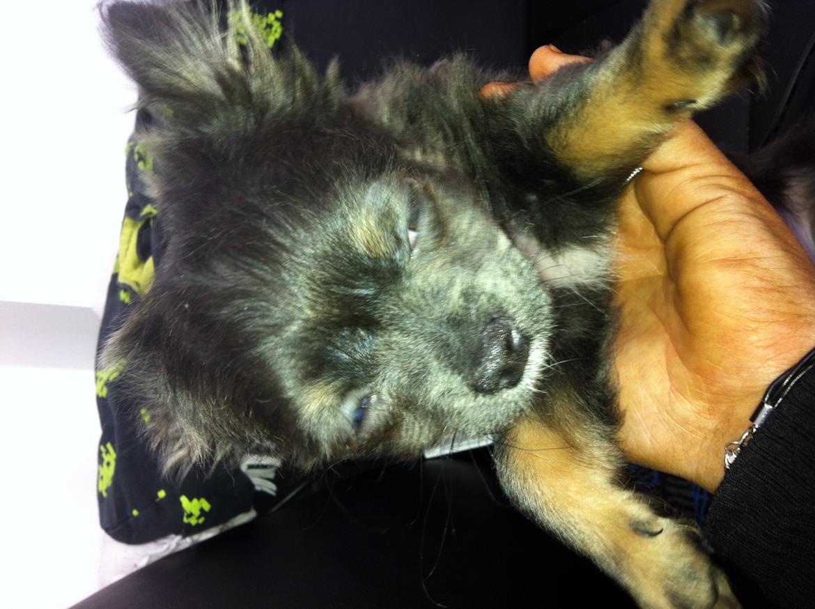 Chihuahua Cæsar billede 16