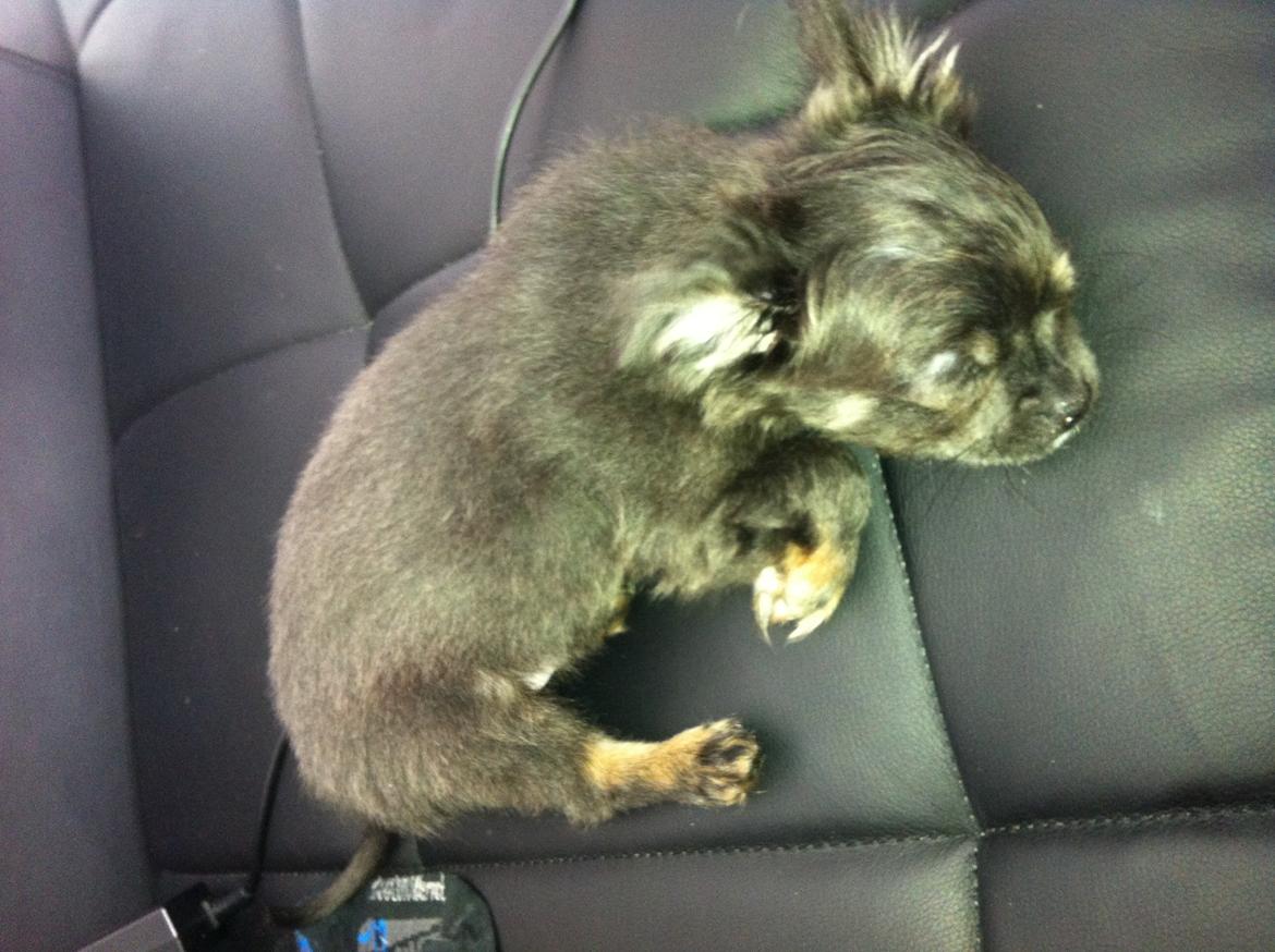 Chihuahua Cæsar billede 17