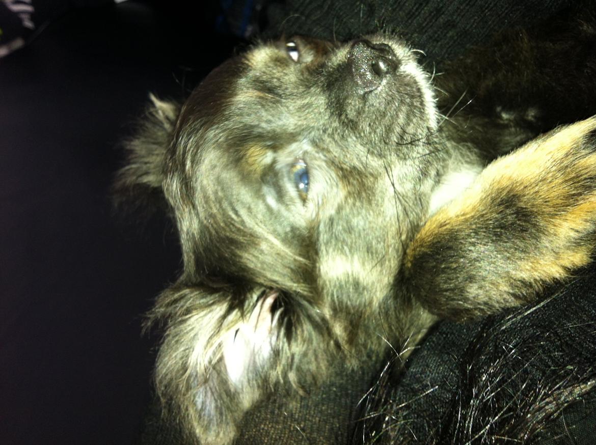 Chihuahua Cæsar billede 18