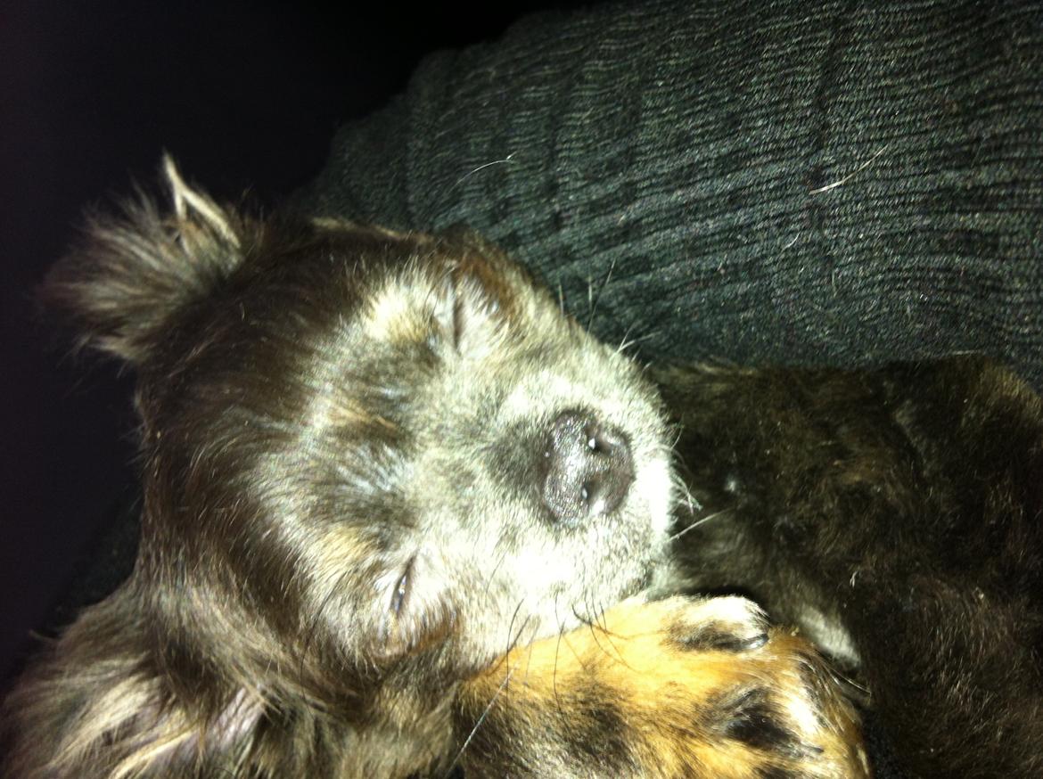 Chihuahua Cæsar billede 19