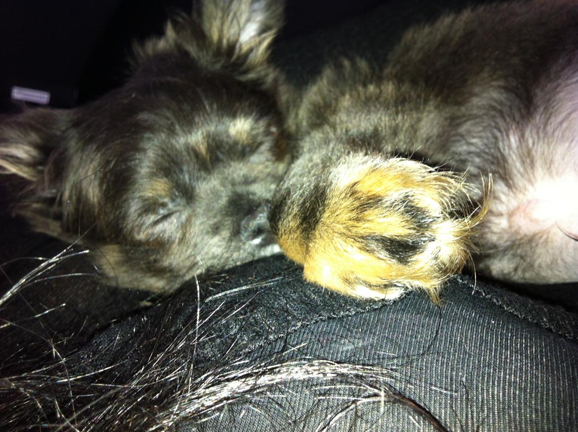 Chihuahua Cæsar billede 20