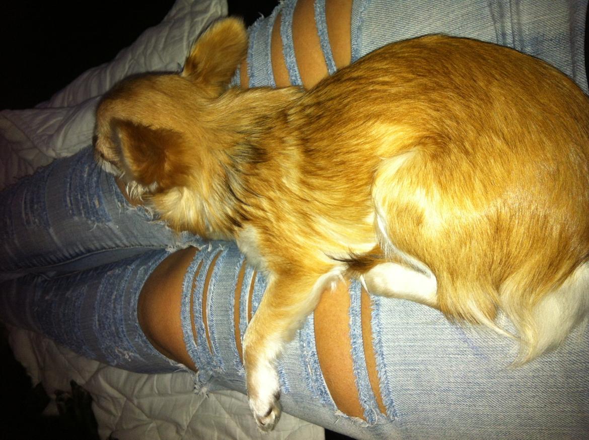 Chihuahua Chloe billede 8