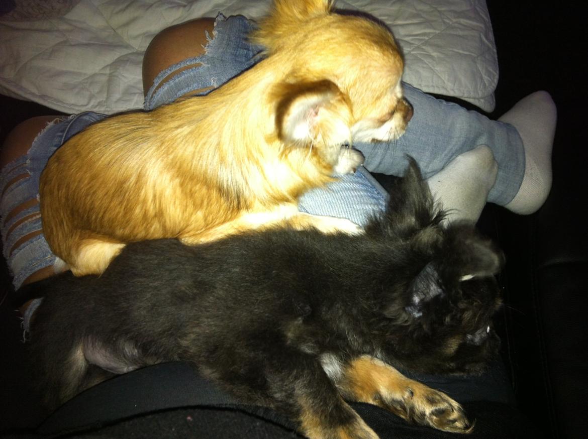 Chihuahua Chloe billede 10