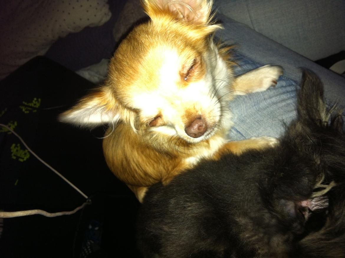 Chihuahua Chloe billede 11