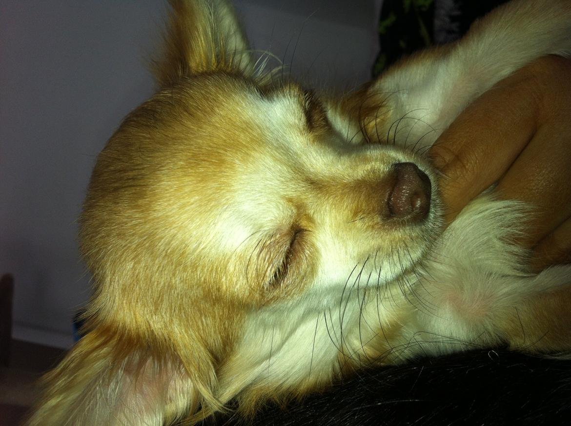 Chihuahua Chloe billede 13