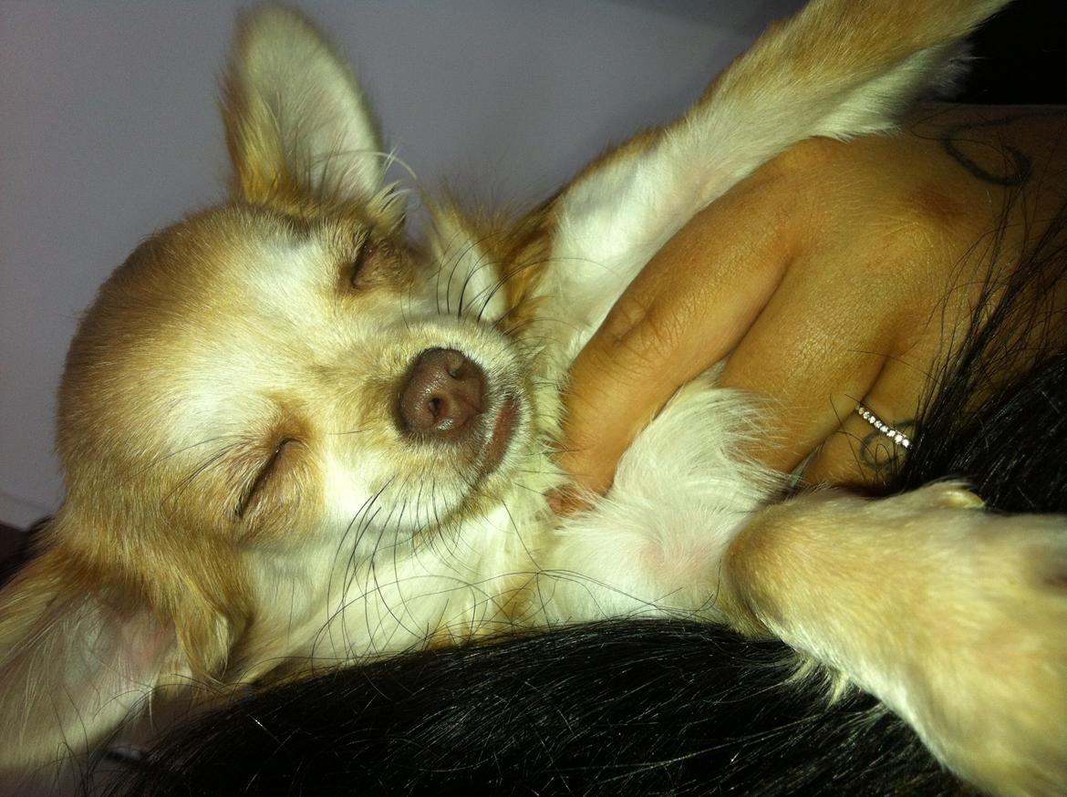 Chihuahua Chloe billede 14