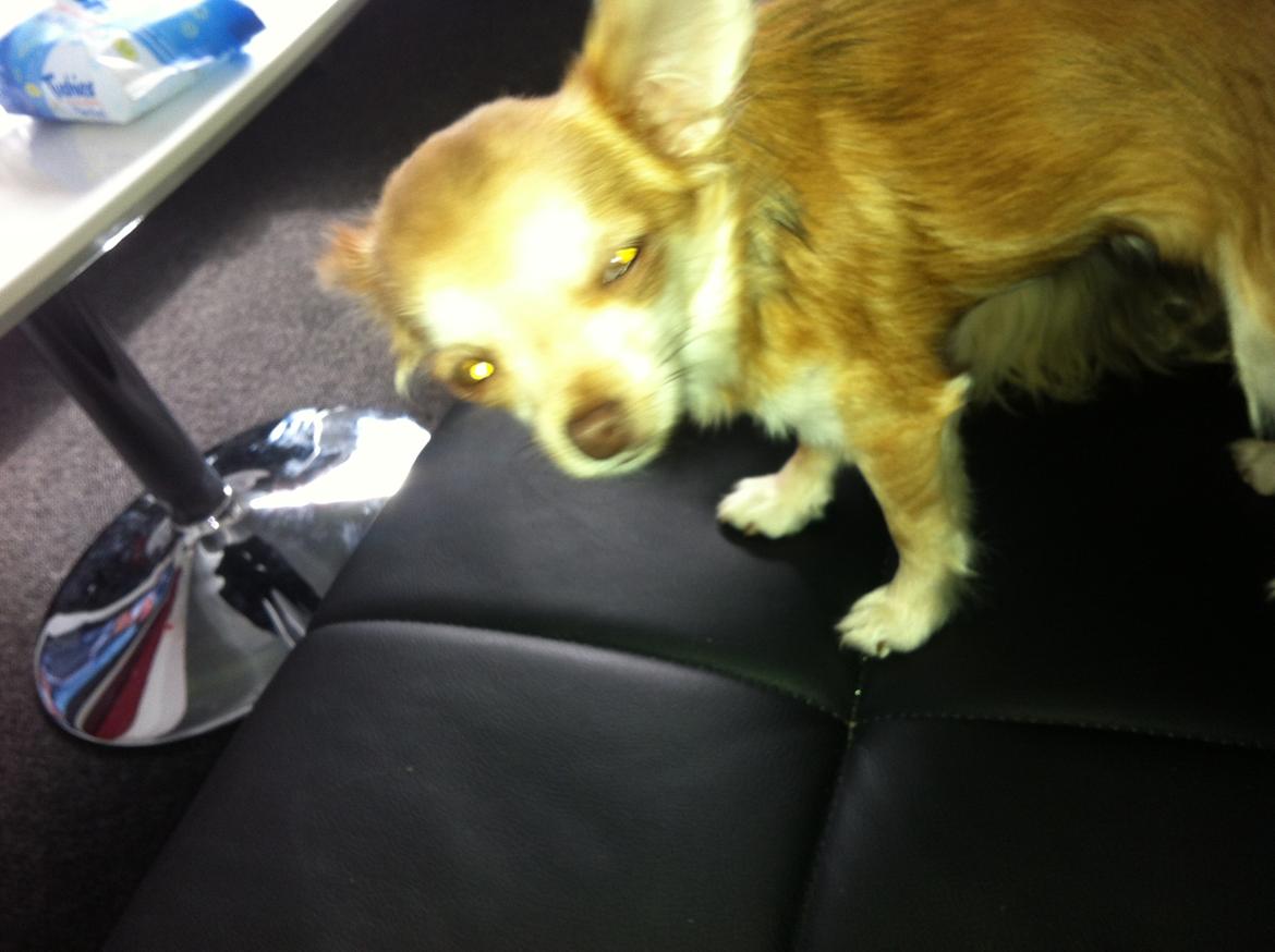 Chihuahua Chloe billede 15