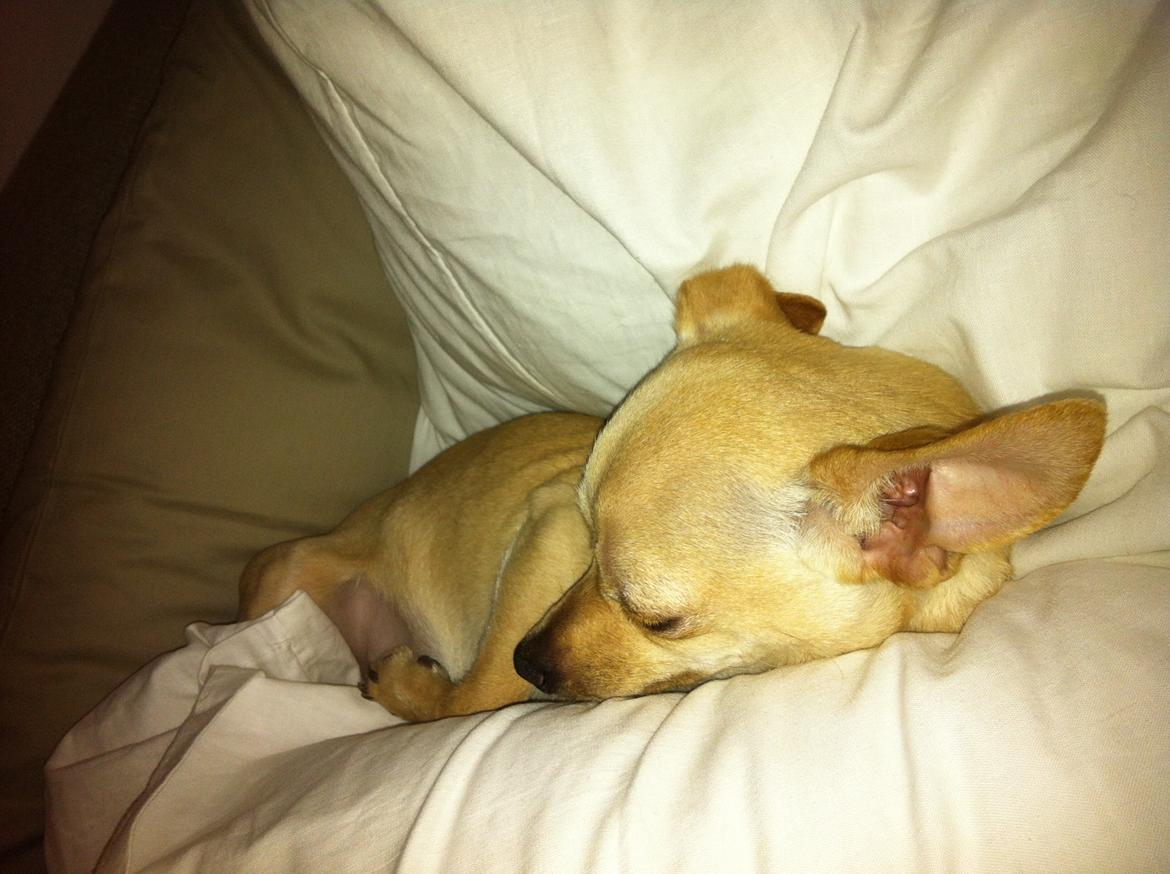 Chihuahua Wiga billede 2