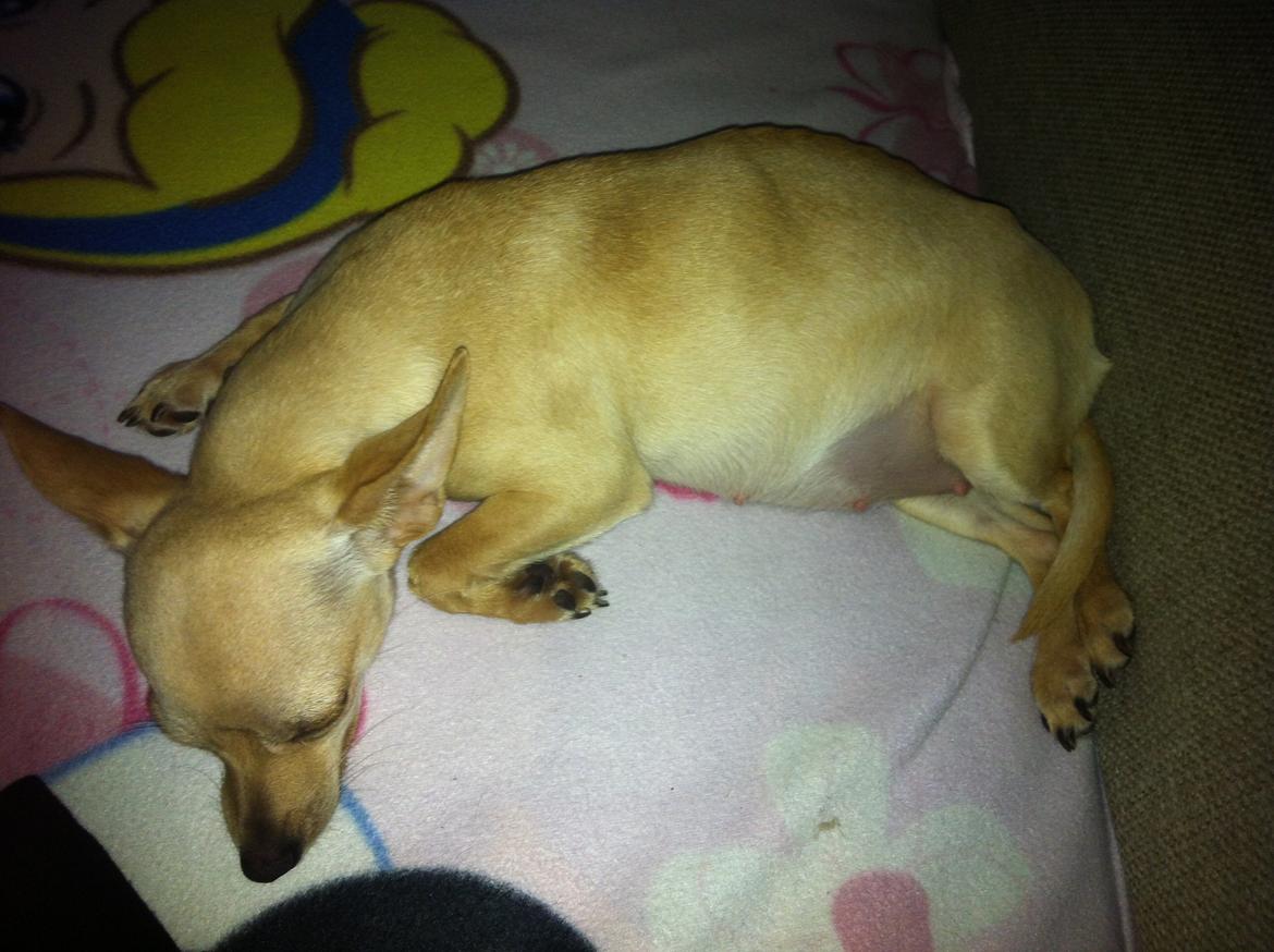 Chihuahua Wiga billede 3