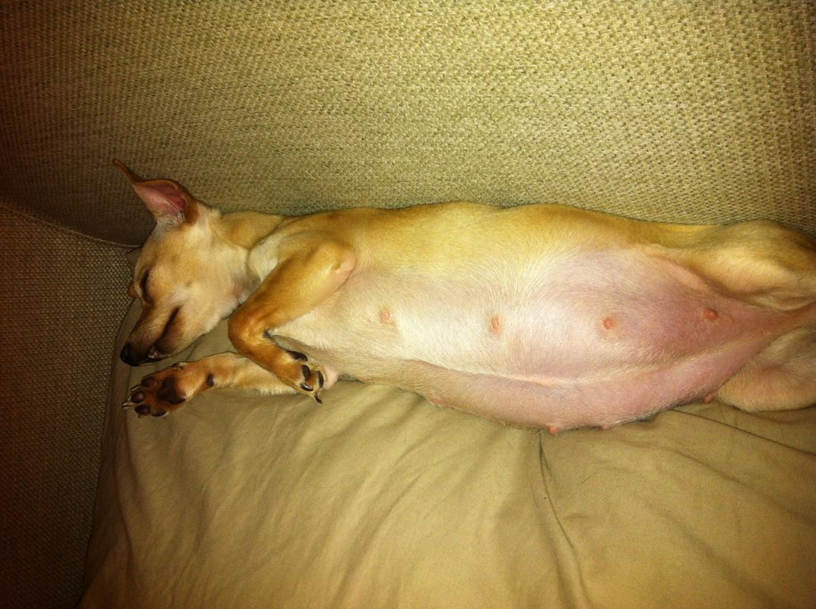 Chihuahua Wiga billede 4