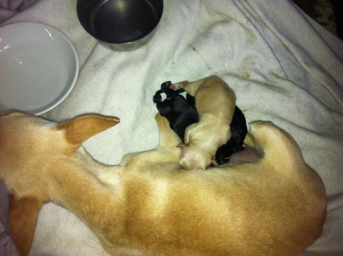 Chihuahua Wiga billede 5