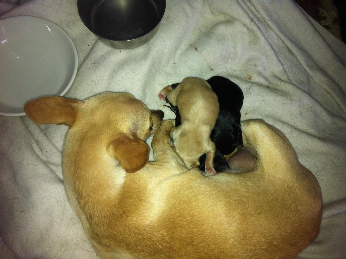 Chihuahua Wiga billede 6