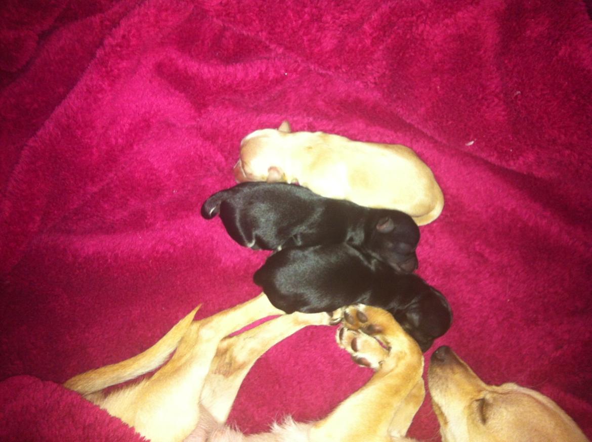 Chihuahua Wiga billede 7