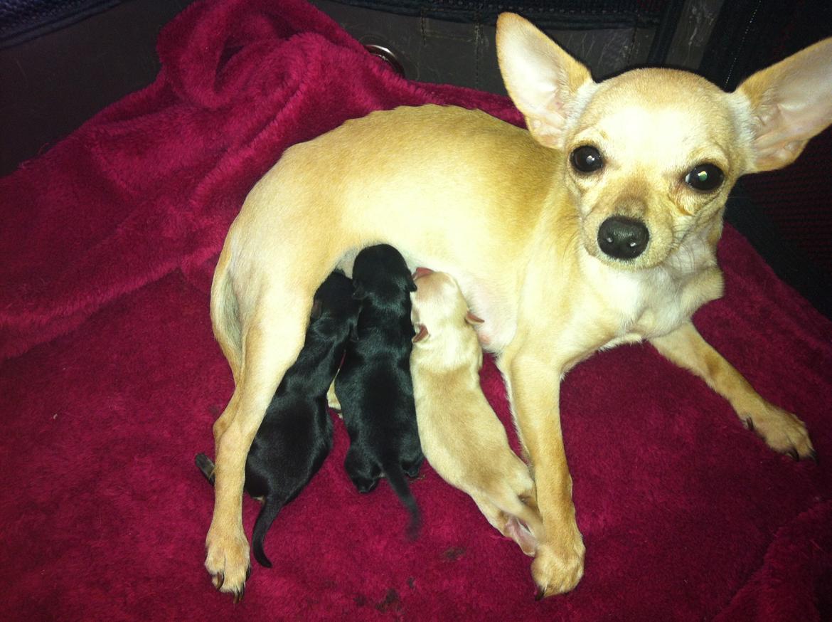 Chihuahua Wiga billede 8