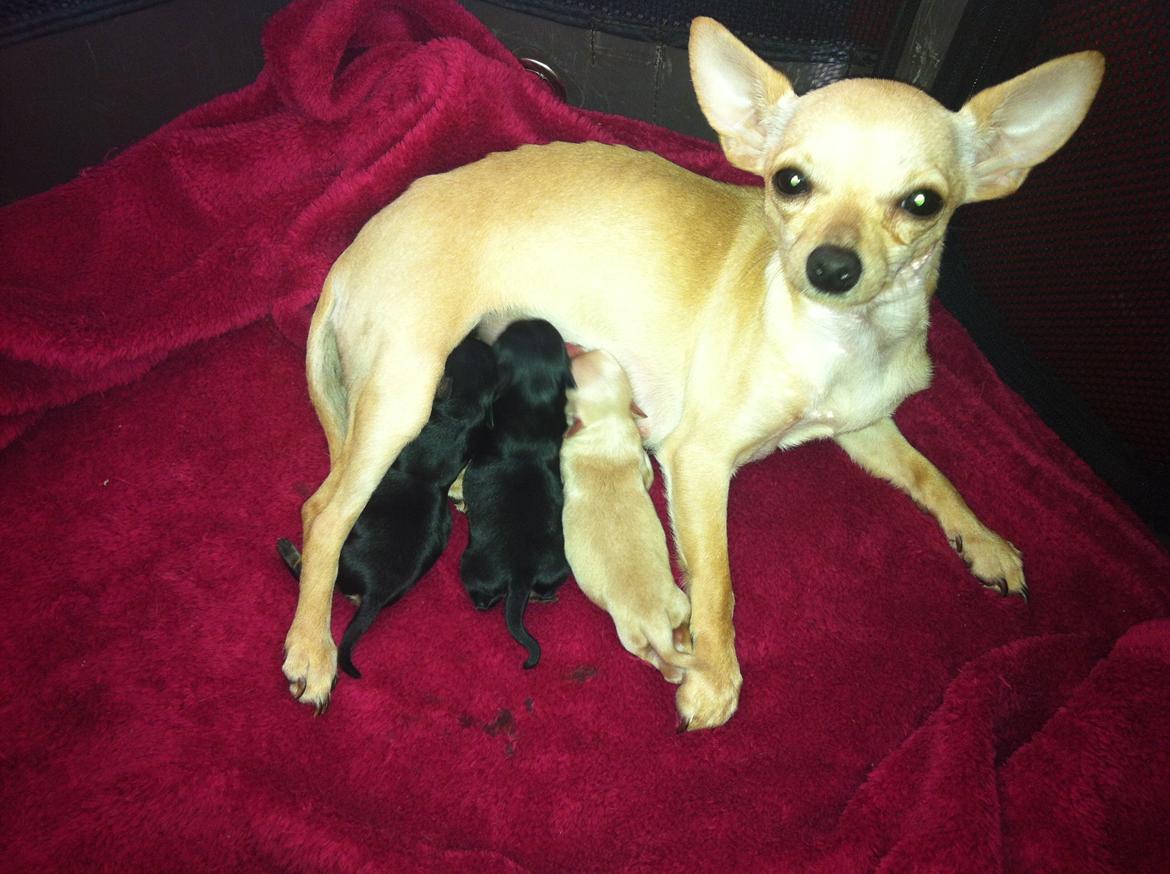 Chihuahua Wiga billede 9