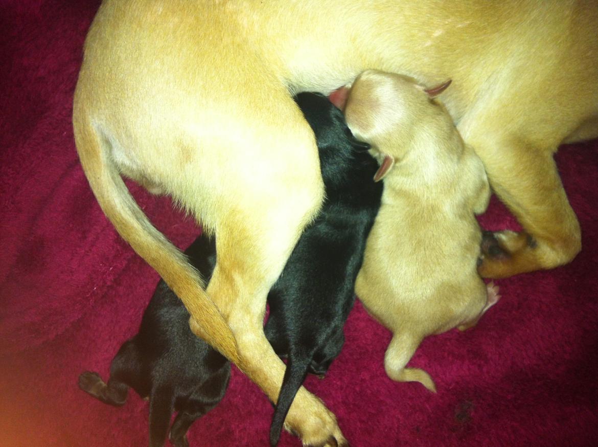 Chihuahua Wiga billede 10