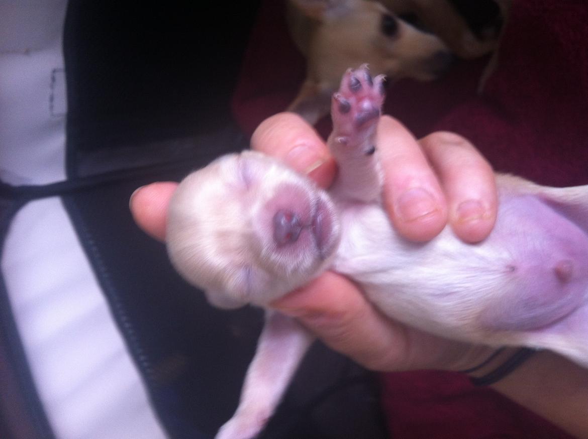 Chihuahua Wiga - en lille fin dreng  billede 11