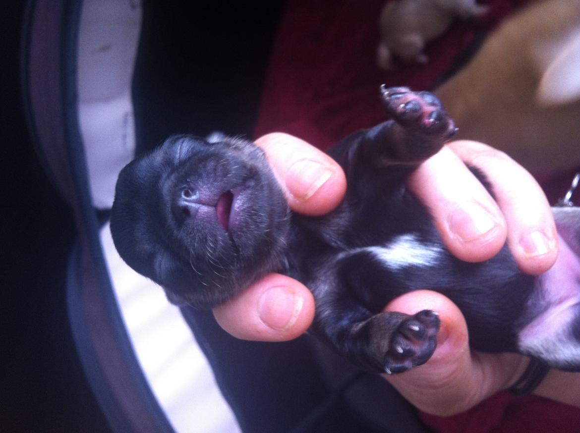 Chihuahua Wiga - en lille fin tæve billede 12