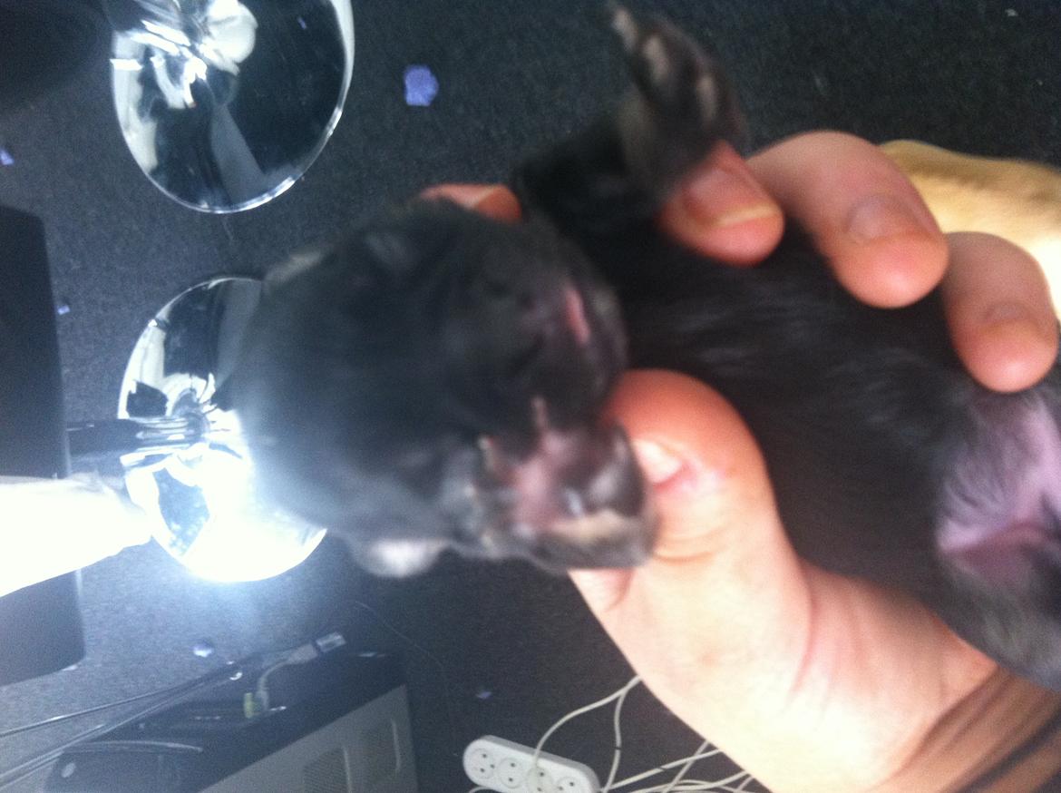 Chihuahua Wiga - en lille fin tæve billede 13