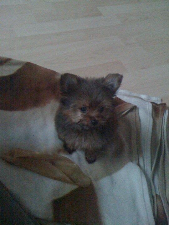 Blanding af racer Sofus billede 2