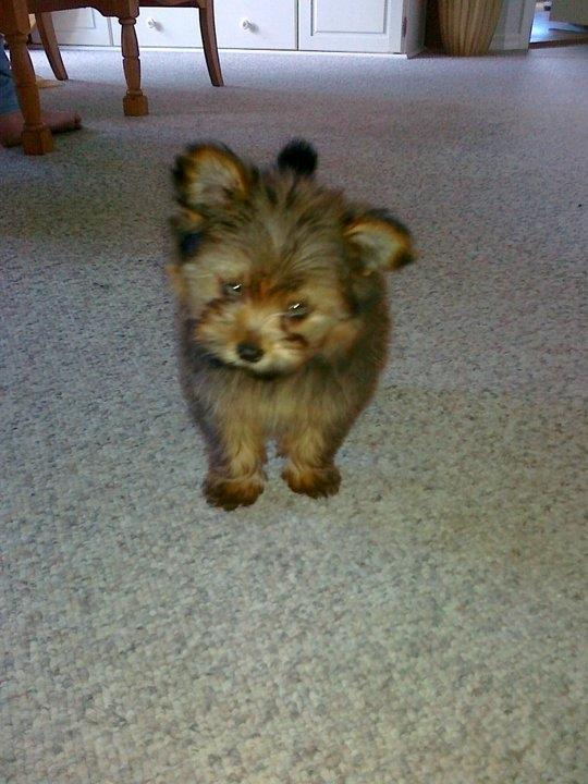 Blanding af racer Sofus billede 3