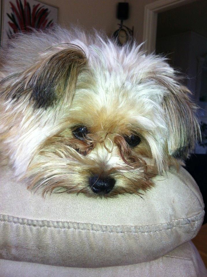 Blanding af racer Sofus billede 5