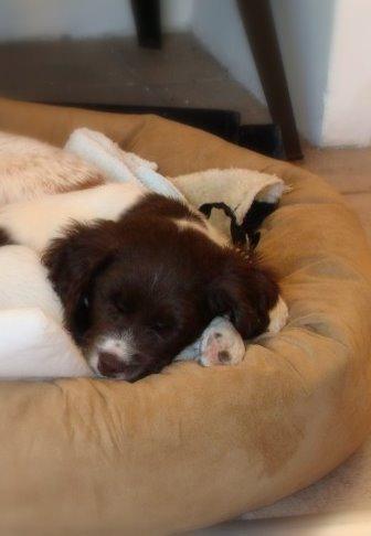 Kleiner münsterländer Molly billede 1