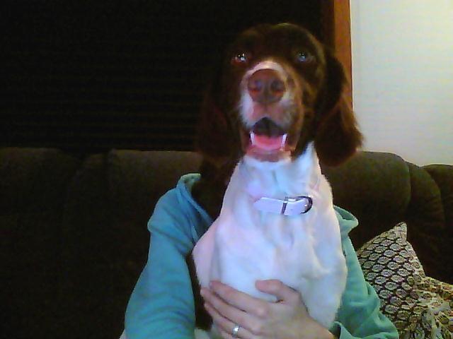 Kleiner münsterländer Molly billede 2