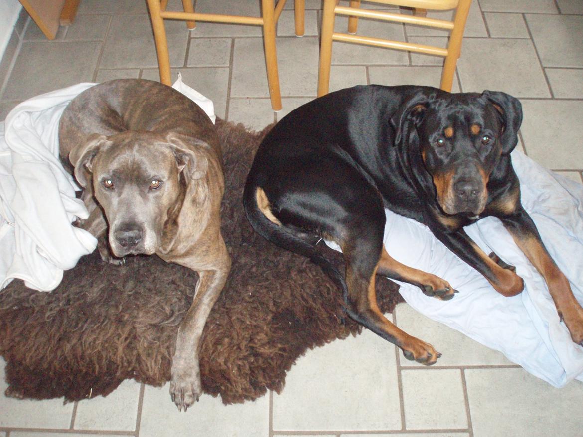 Blanding af racer Kovaz R.I.P - Kovaz med bedste ven King billede 17