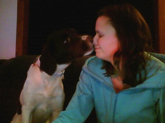 Kleiner münsterländer Molly billede 4