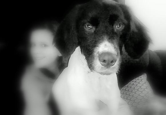 Kleiner münsterländer Molly billede 5