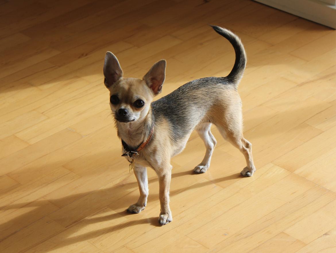 Chihuahua Frk Kvistes Brianna *Bindi* - Min smukke prinsesse på nu hele 11 måneder <3
Billede taget den 17/5-2012. billede 32