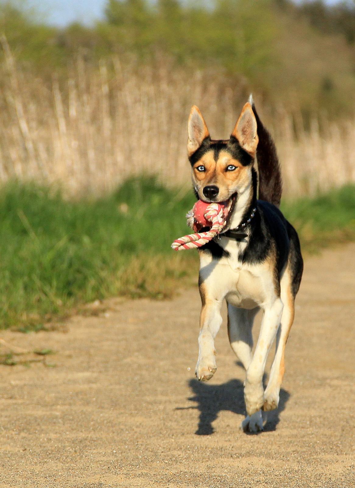 Blanding af racer Nishka billede 12