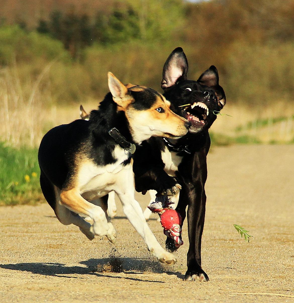 Blanding af racer Nishka billede 13