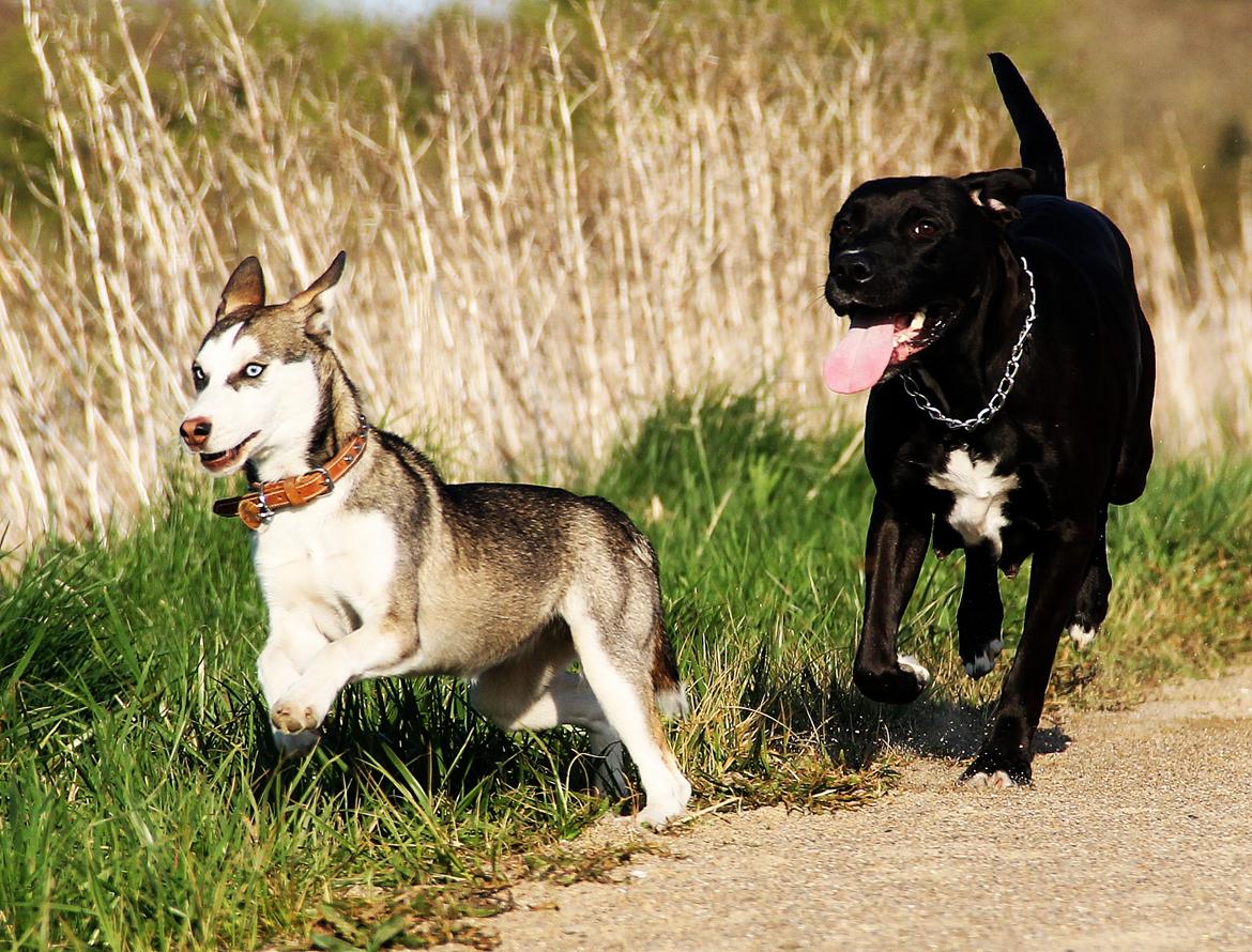 Blanding af racer Trinity billede 5