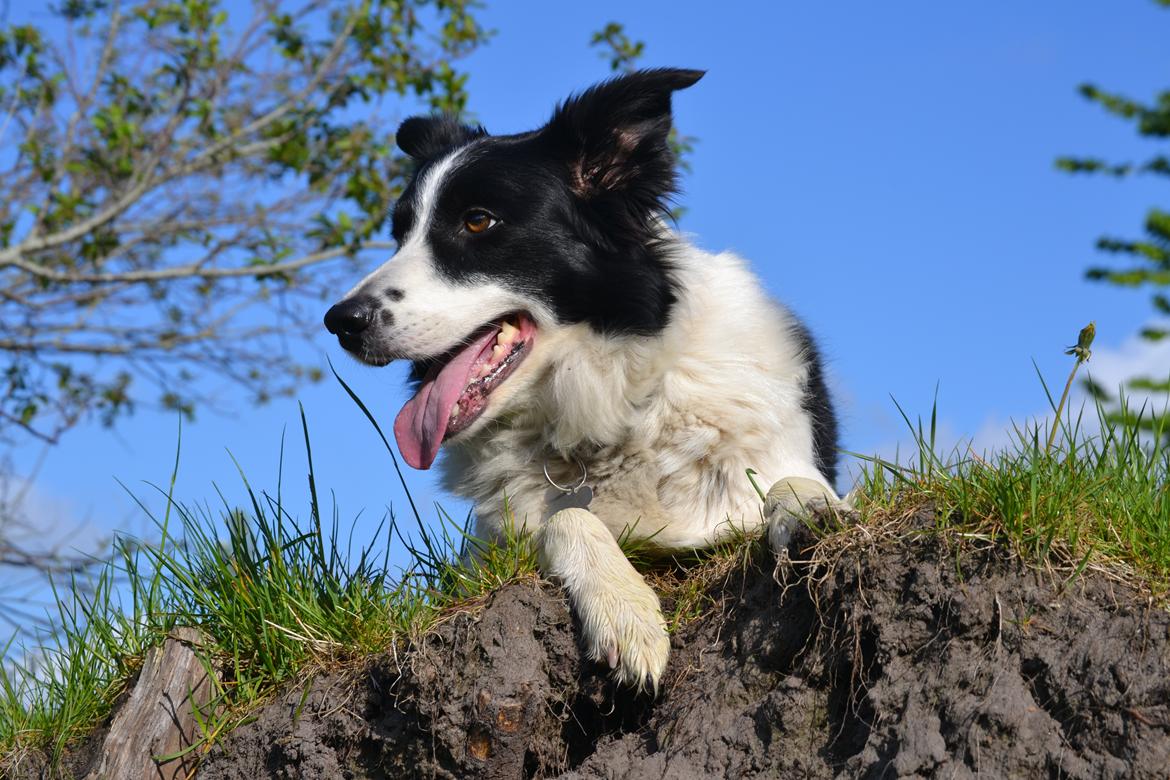 Border collie | Sitka billede 5