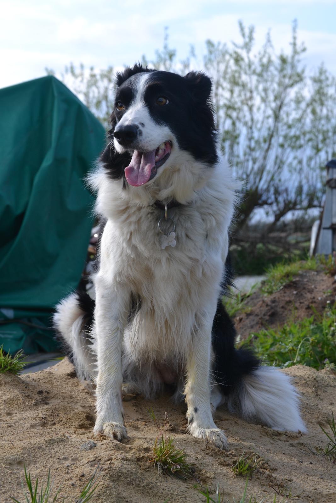 Border collie | Sitka billede 19