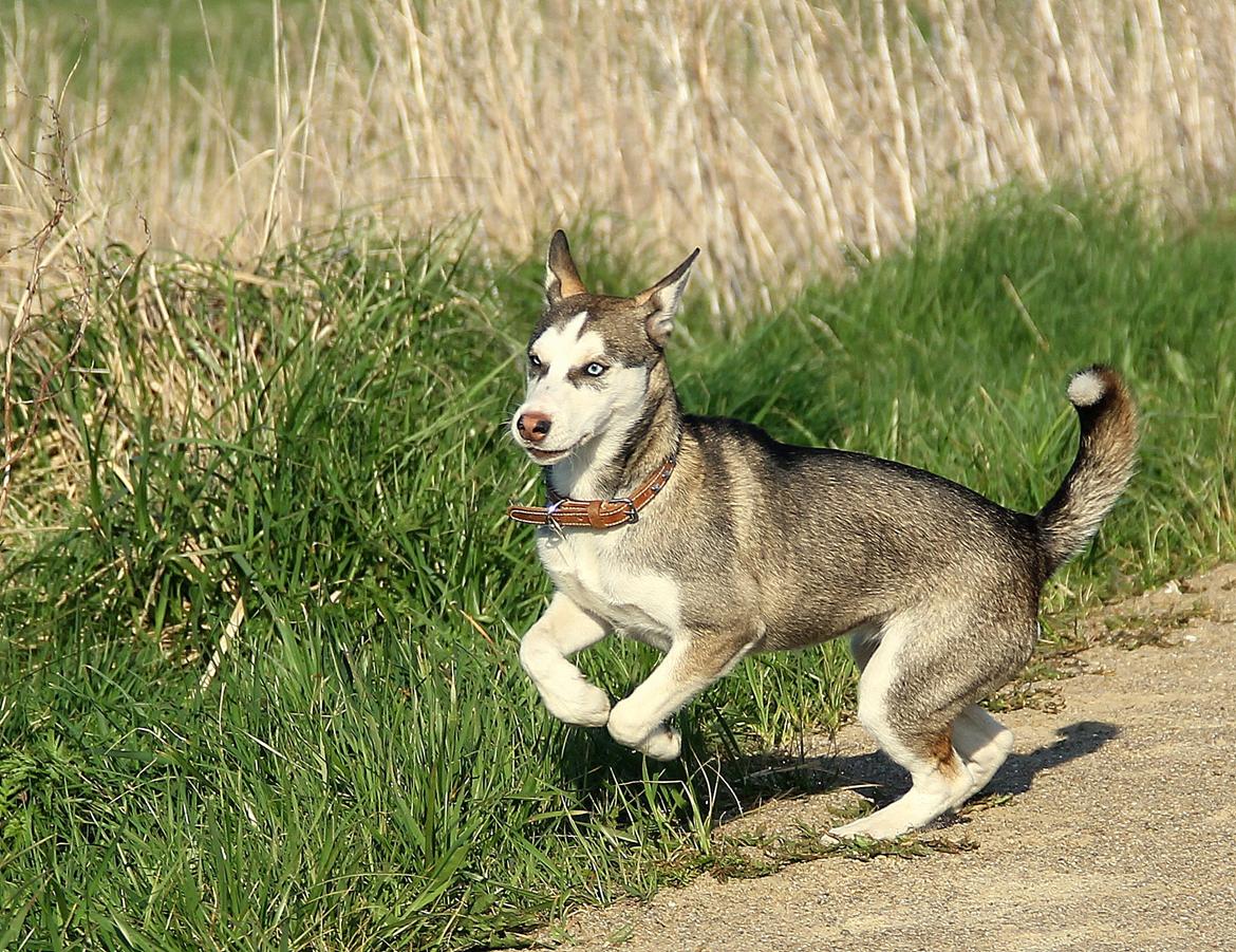 Blanding af racer Trinity billede 7