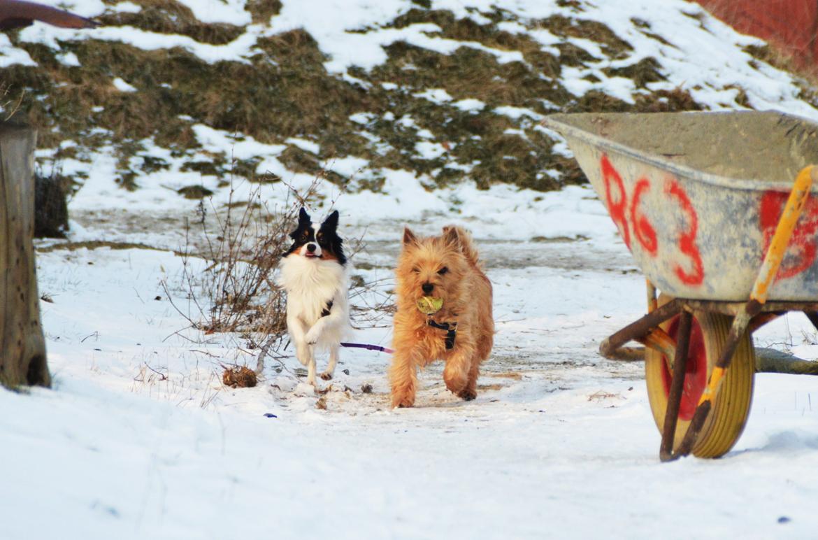 Papillon Kenzo - yaaay :D billede 8