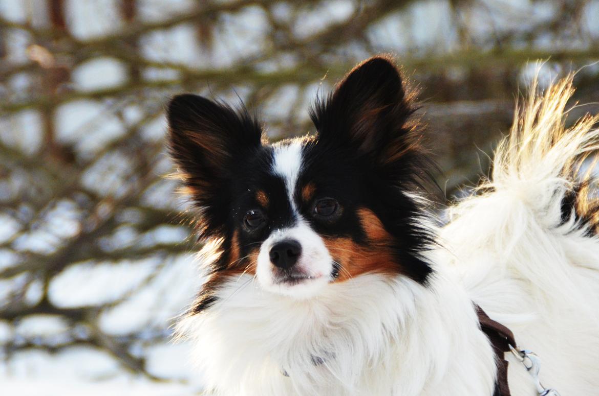 Papillon Kenzo - aaaw :') billede 6