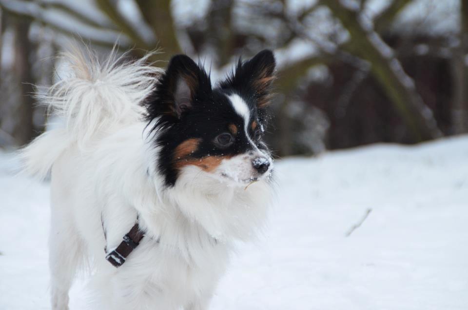 Papillon Kenzo - sneeeeee! billede 13