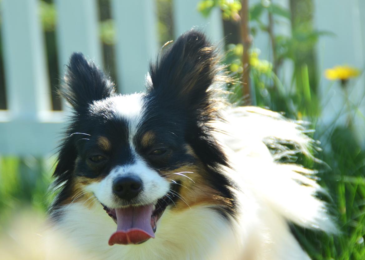 Papillon Kenzo - basse <3 billede 4