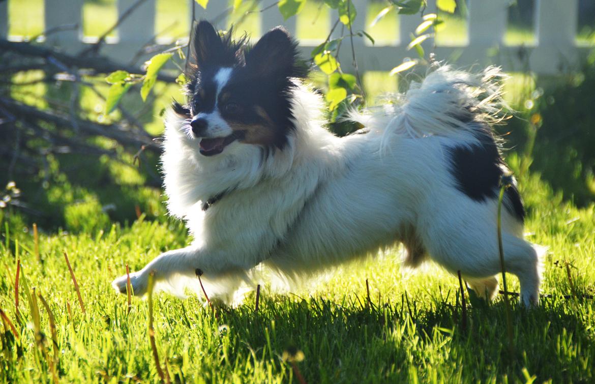 Papillon Kenzo - så har han det sjovt! billede 9
