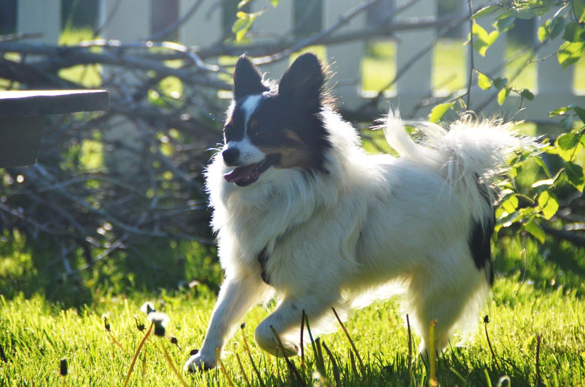 Papillon Kenzo - flotte! billede 1